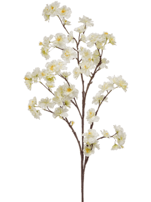 Cherry Blossom