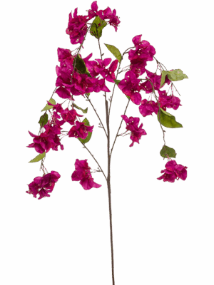 Bougainvillea