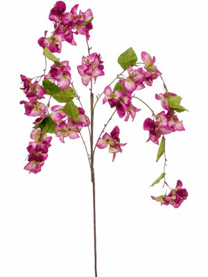 Bougainvillea