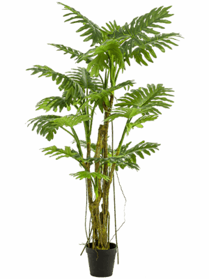 Philodendron