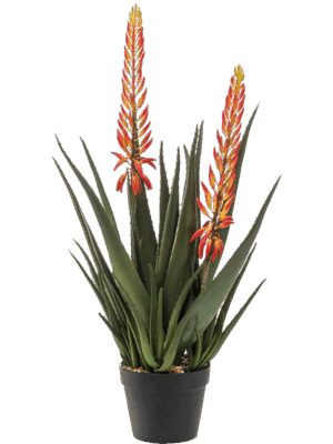 Aloe with Flowers