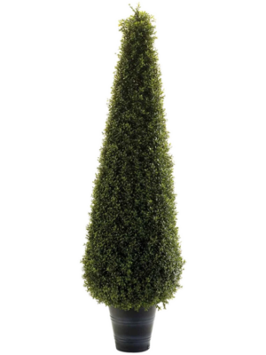 Boxwood Pyramid
