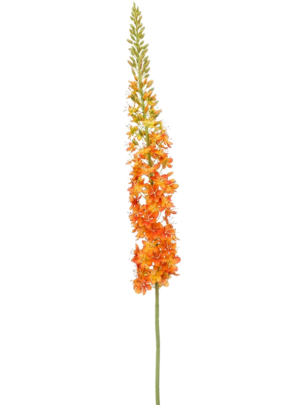 Eremurus XL
