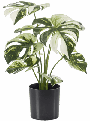 Monstera