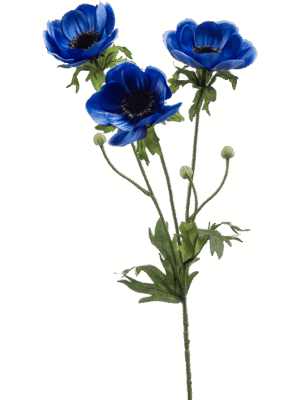 Anemone