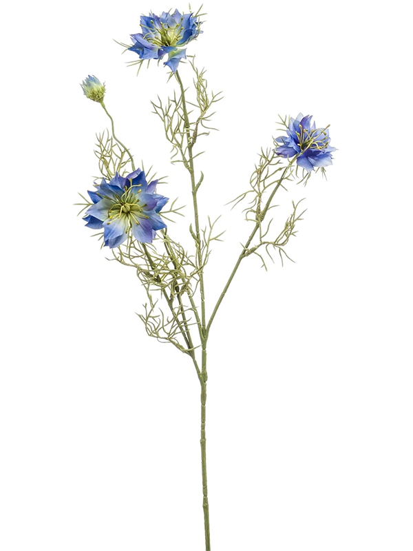 Nigella