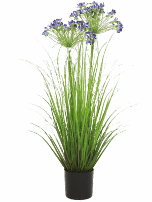 Agapanthus