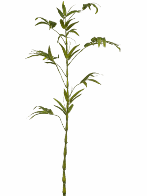 Bamboo