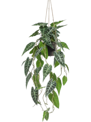 Alocasia