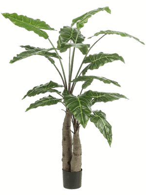 Alocasia