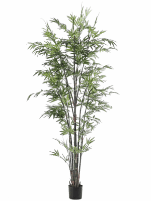 Bamboo
