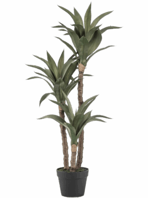Agave