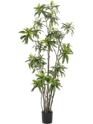 Dracaena