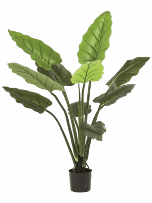 Philodendron
