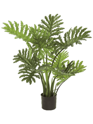 Philodendron Selloum