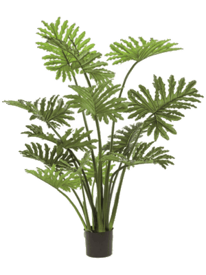 Philodendron Selloum