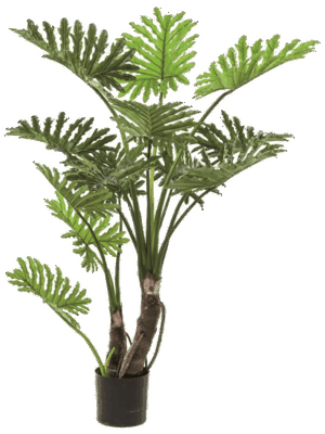 Philodendron Selloum