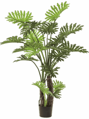 Philodendron Selloum