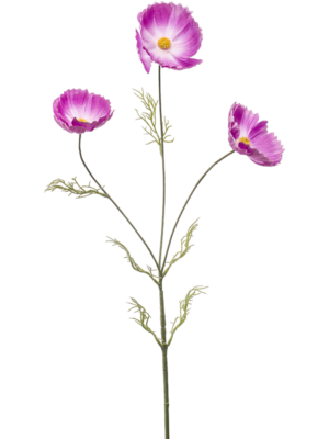 Cosmos