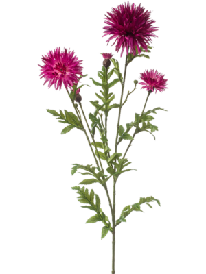 Centaurea