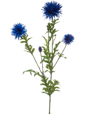 Centaurea
