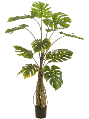 Monstera On Trunk