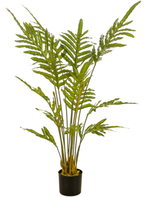 Fern