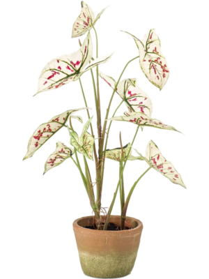 Caladium