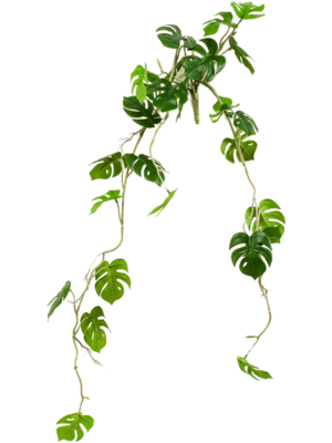 Monstera
