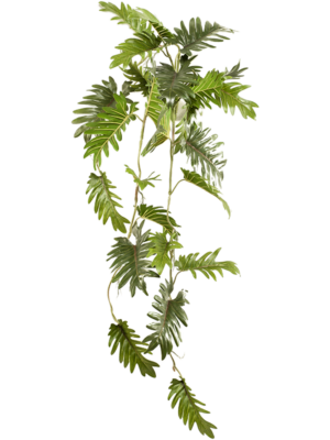 Philodendron
