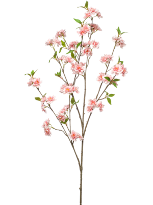 Cherry Blossom
