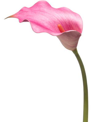 Calla Lily