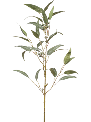 Eucalyptus
