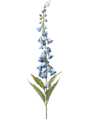 Campanula