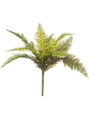 Fern