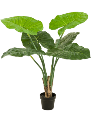 Alocasia