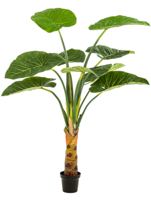 Alocasia