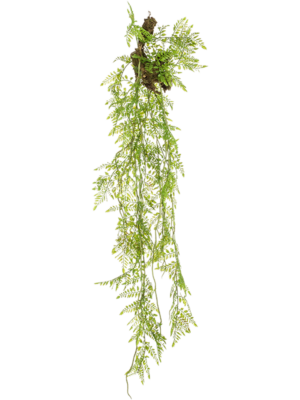 Fern On Trunk