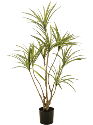 Dracaena