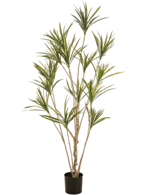 Dracaena