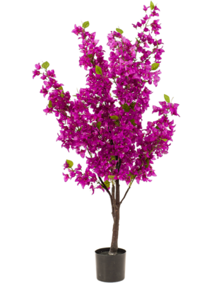 Bougainvillea