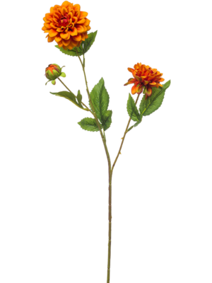 Dahlia Mini