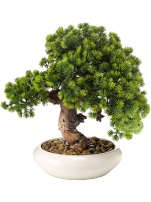 Bonsai