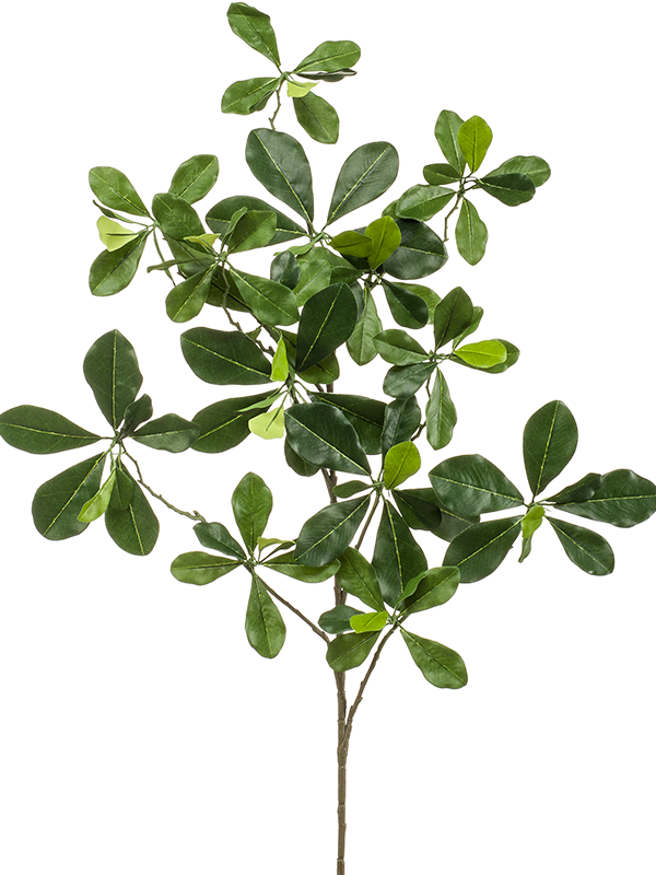 Oriental Olive