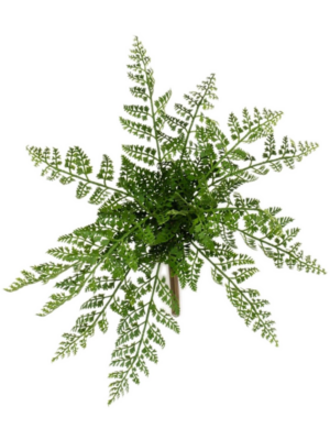 Rumohra Fern