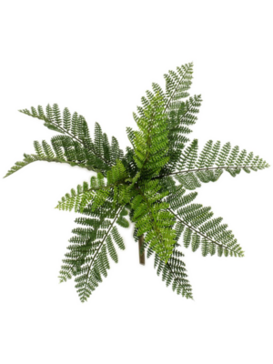 Forrest Fern