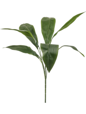 Aspidistra