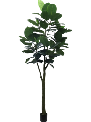 Ficus Elastica