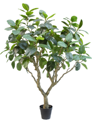 Ficus Elastica Botanic