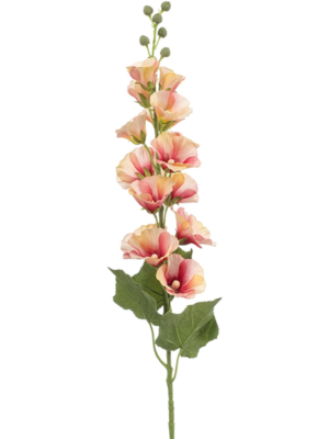 Alcea